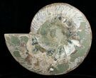 Stunning Inch Polished Ammonite - Half #5211-2